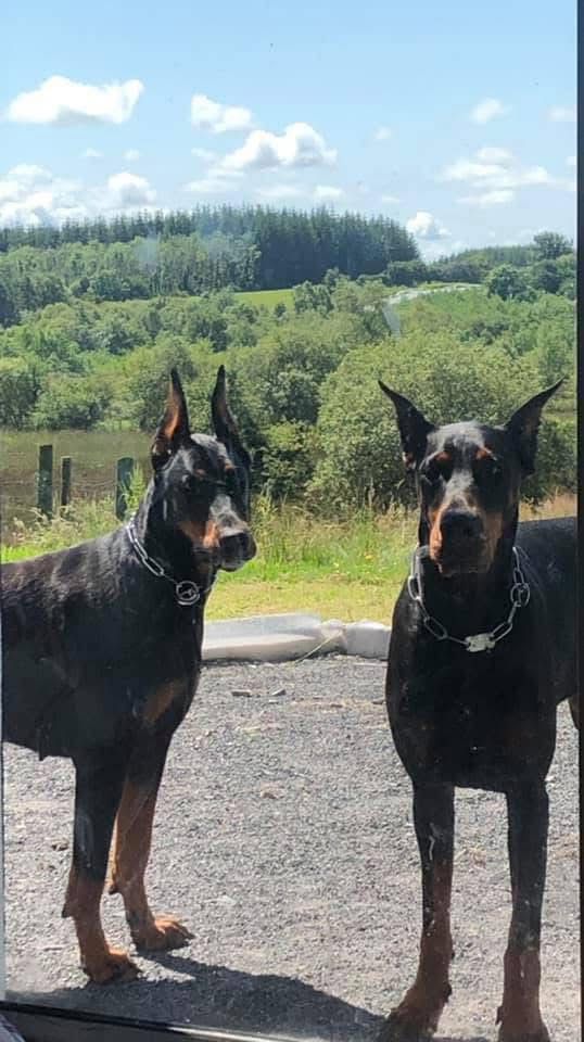 Doberman
