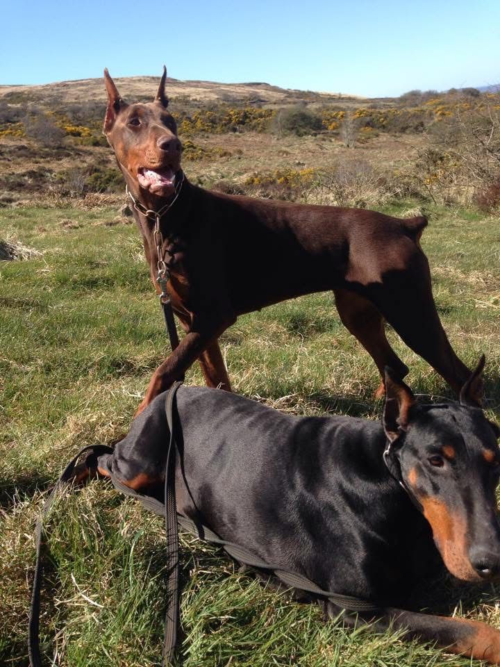 Doberman