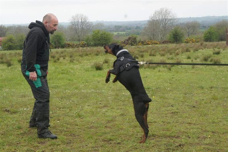 Doberman
