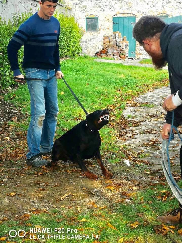 Doberman