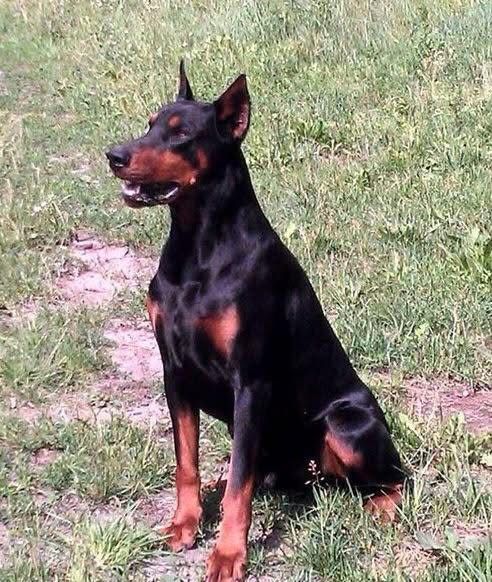 Doberman