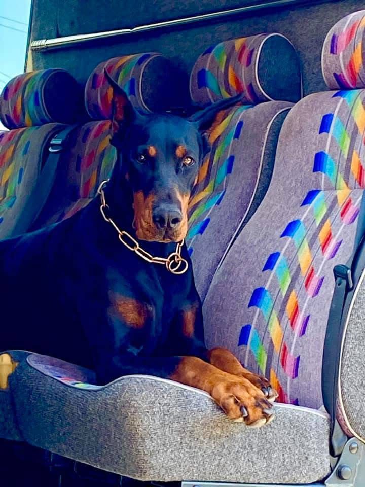 Doberman