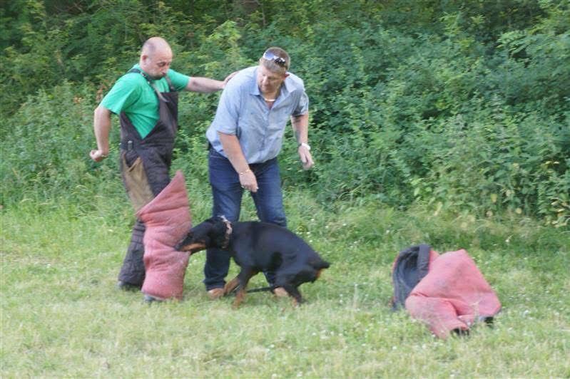 Doberman