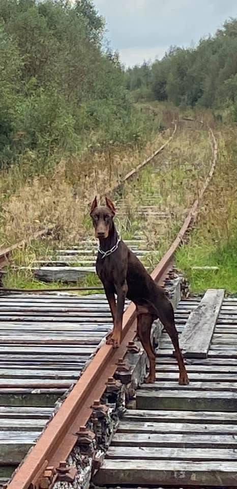 Doberman