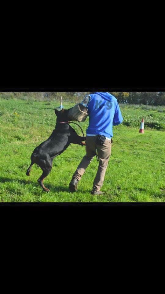 Doberman