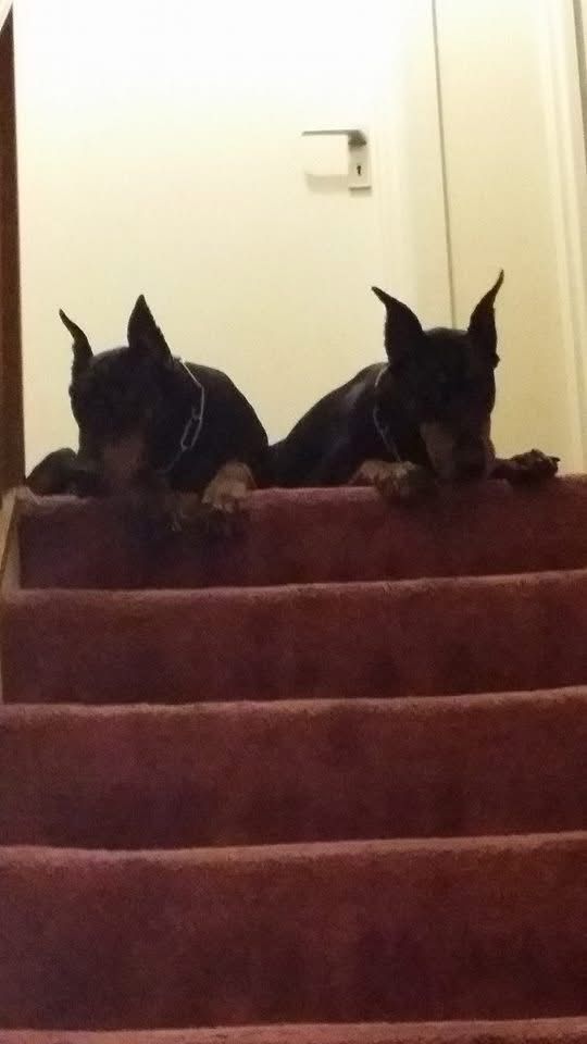 Doberman