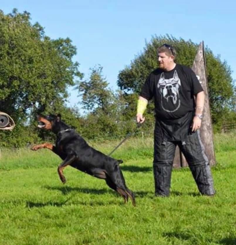 Doberman