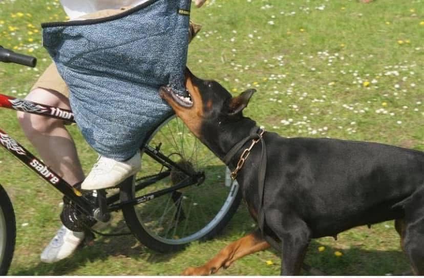 Doberman