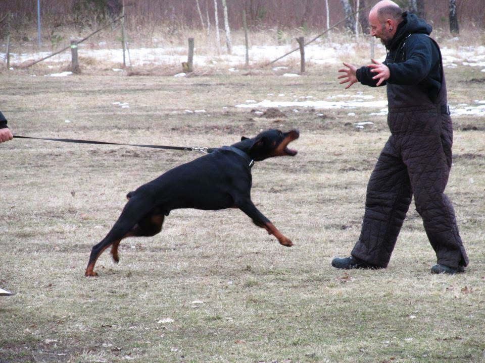 Doberman