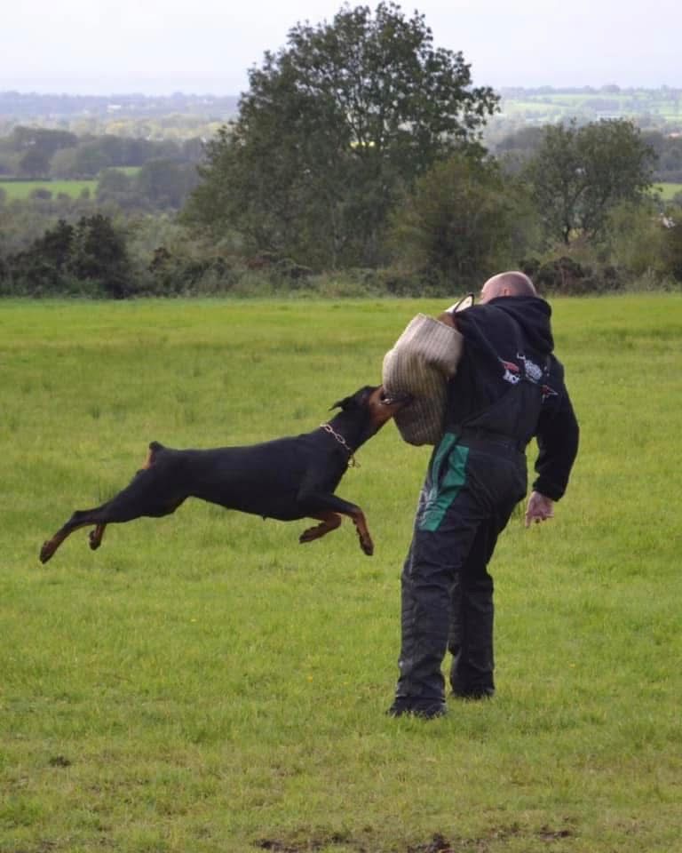Doberman