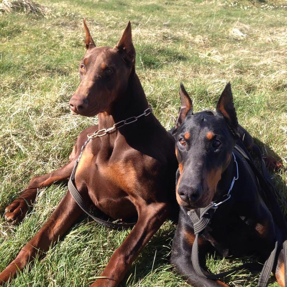 Doberman