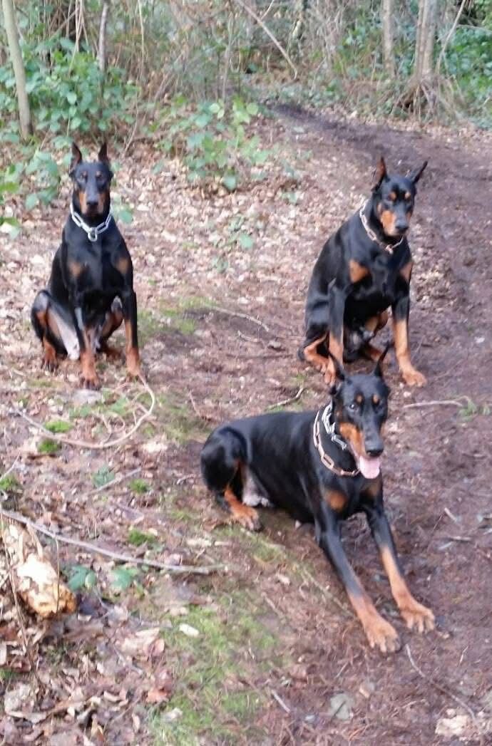 Doberman