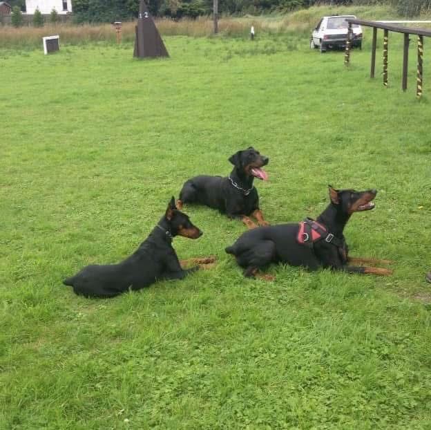 Doberman