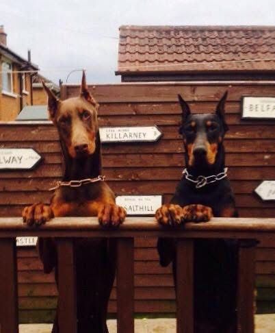Doberman
