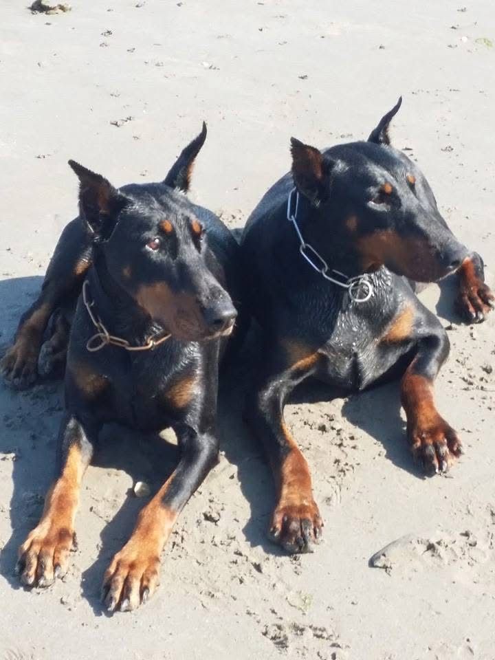 Doberman