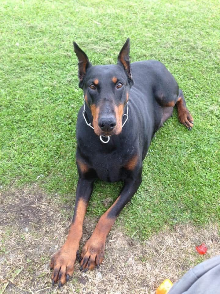 Doberman