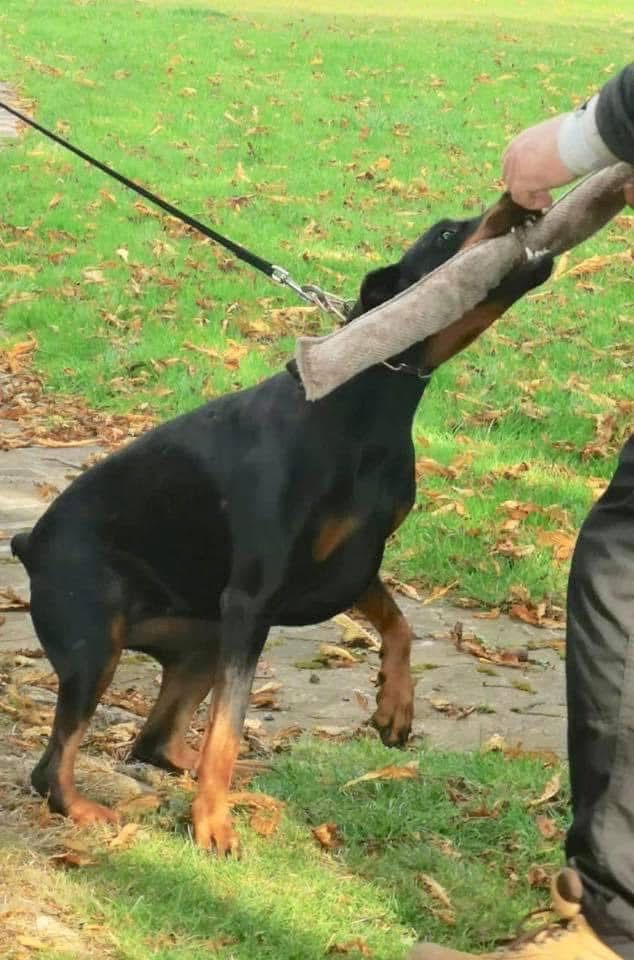 Doberman