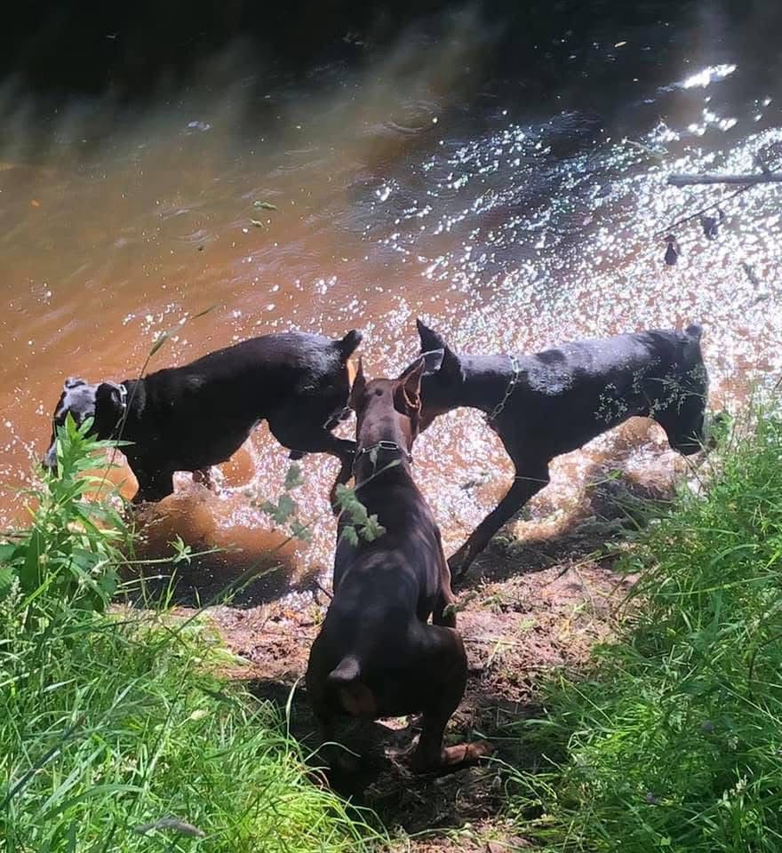 Doberman