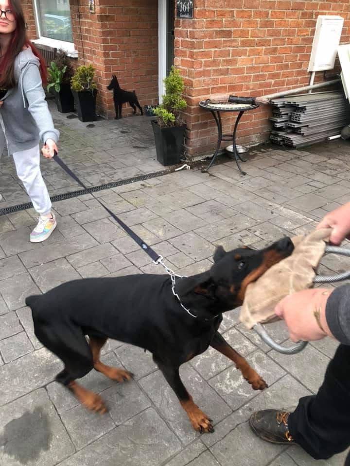 Doberman