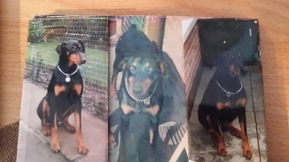 Doberman