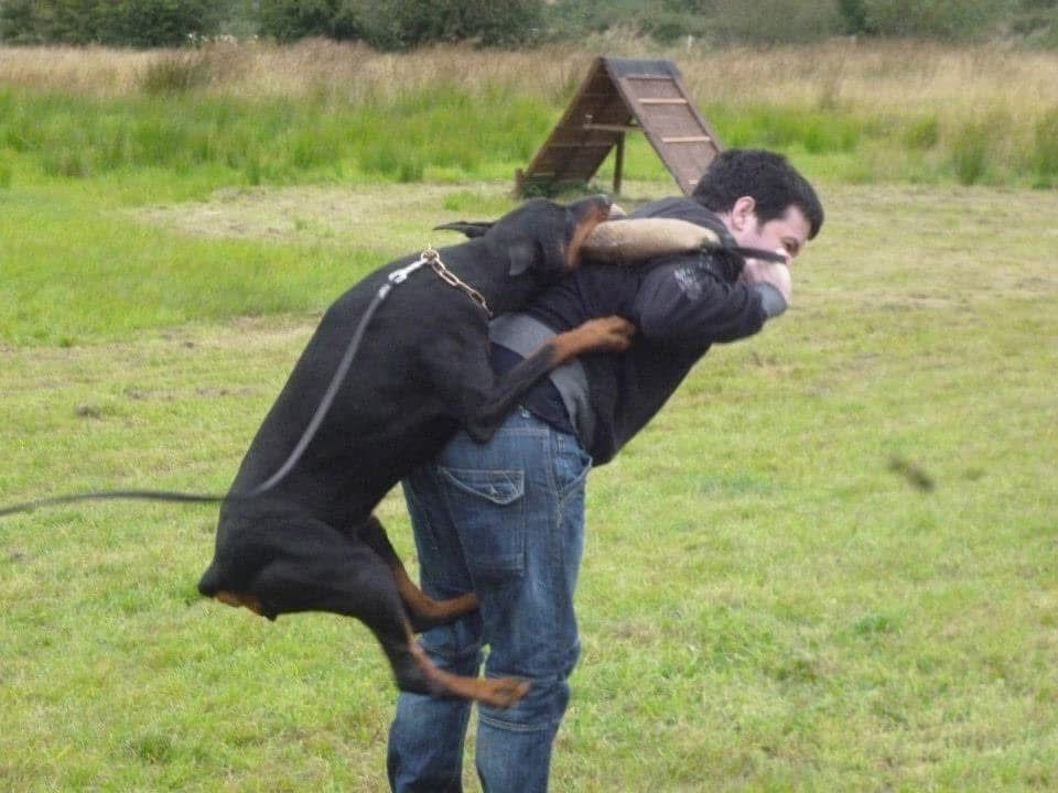 Doberman