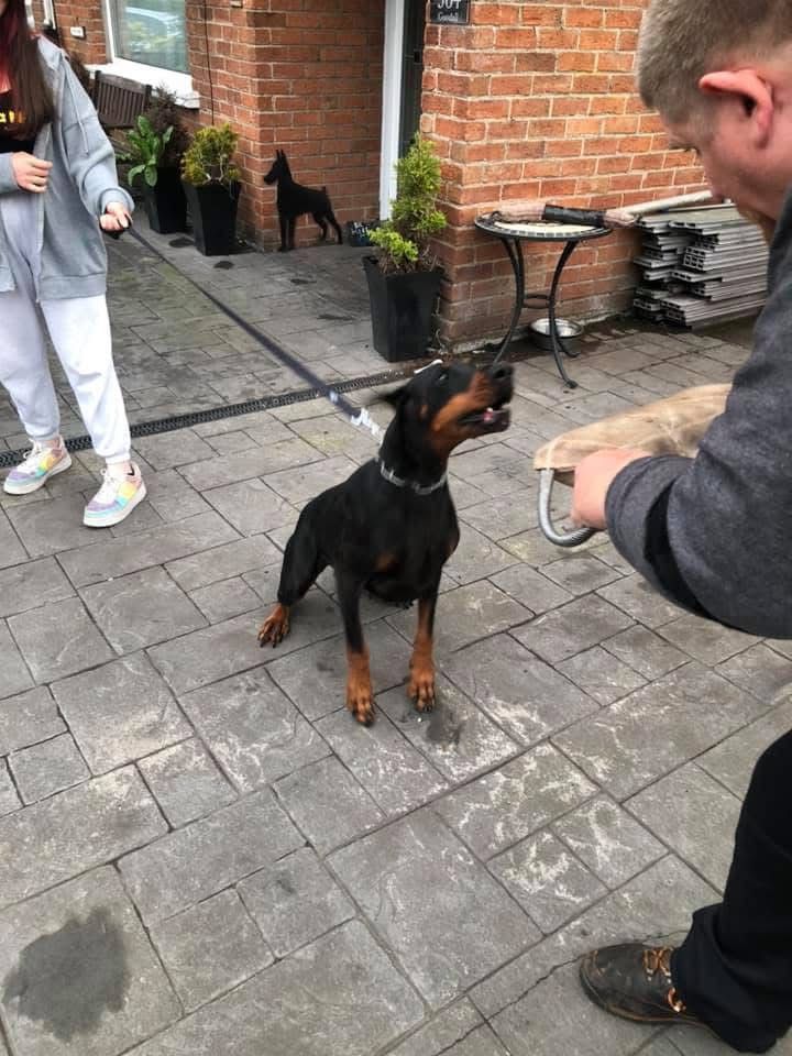 Doberman