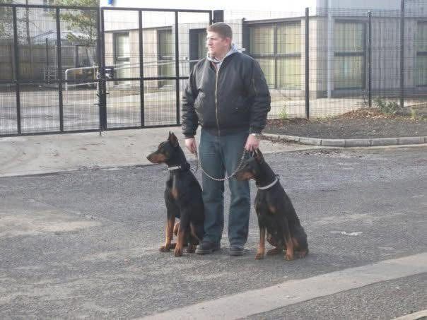 Doberman