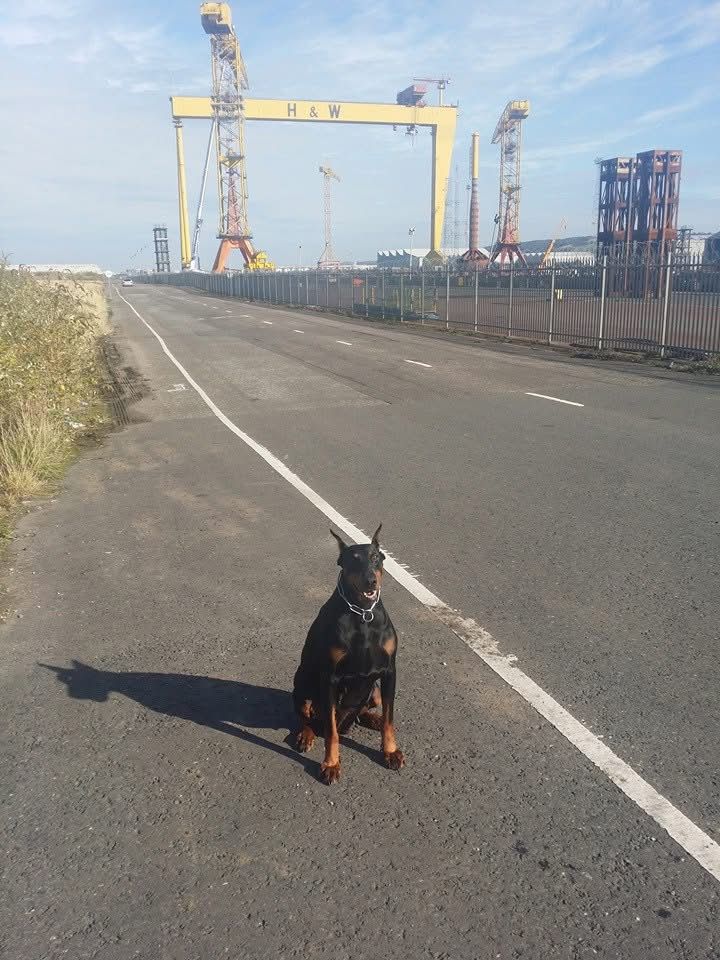 Doberman