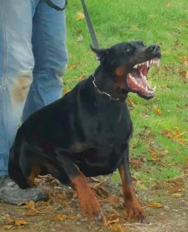 Doberman