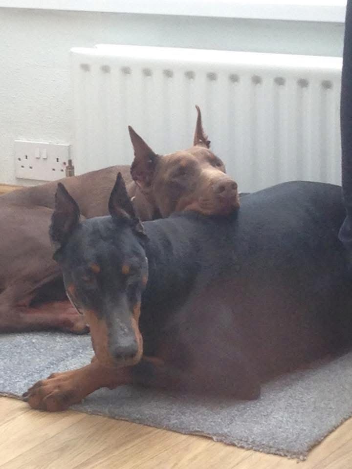 Doberman