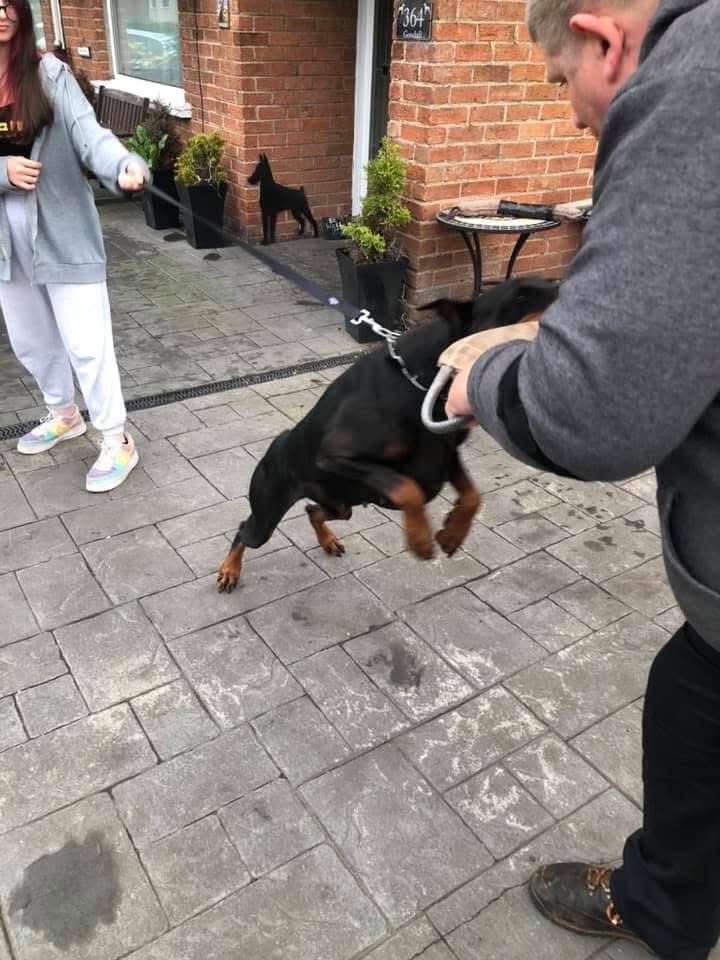 Doberman