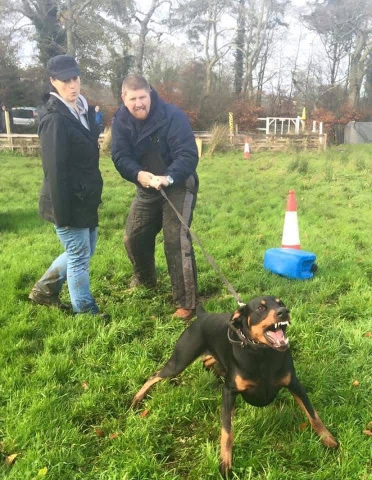 Doberman