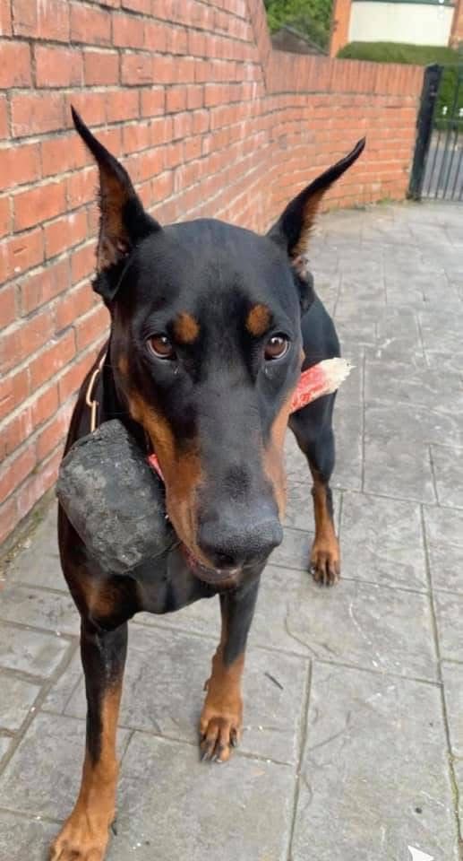 Doberman