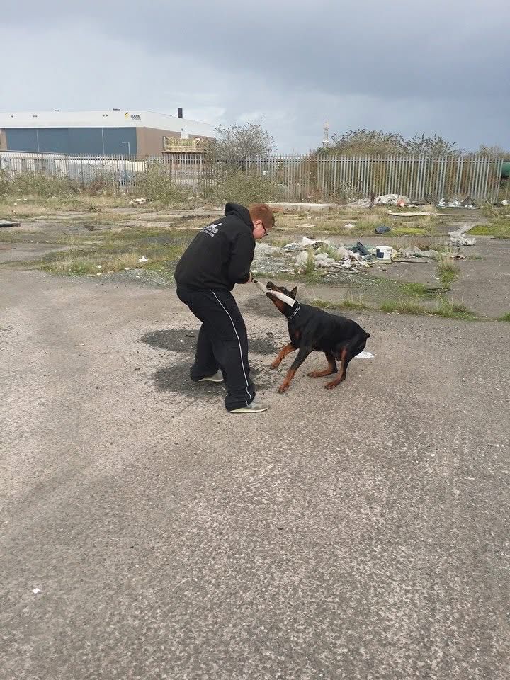 Doberman