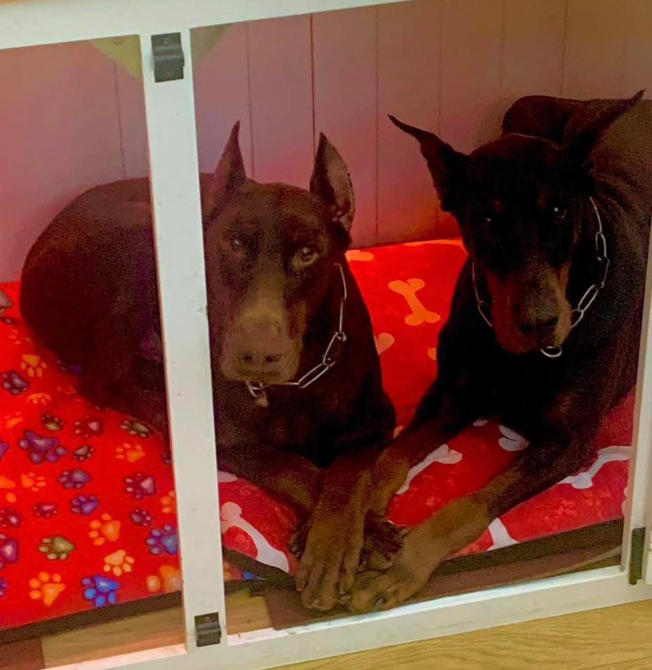 Doberman