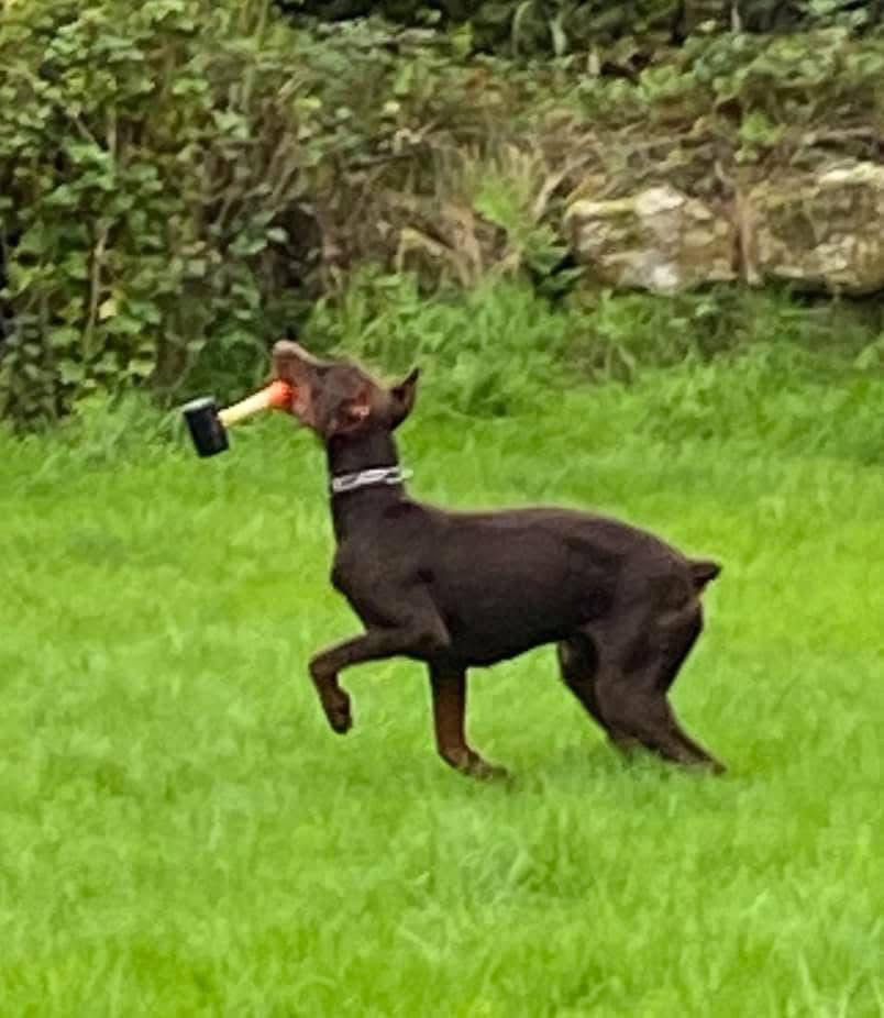 Doberman