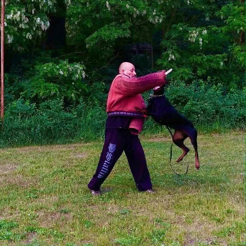 Doberman