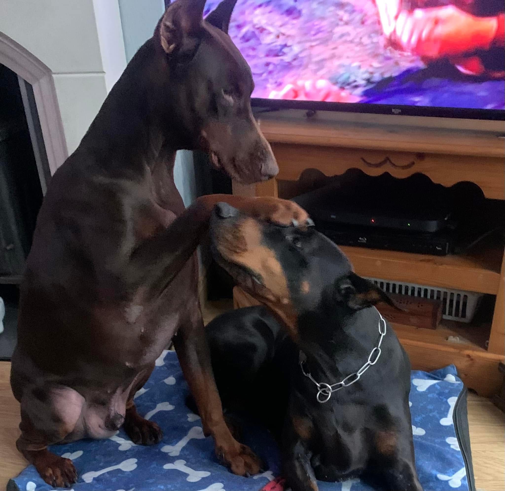 Doberman
