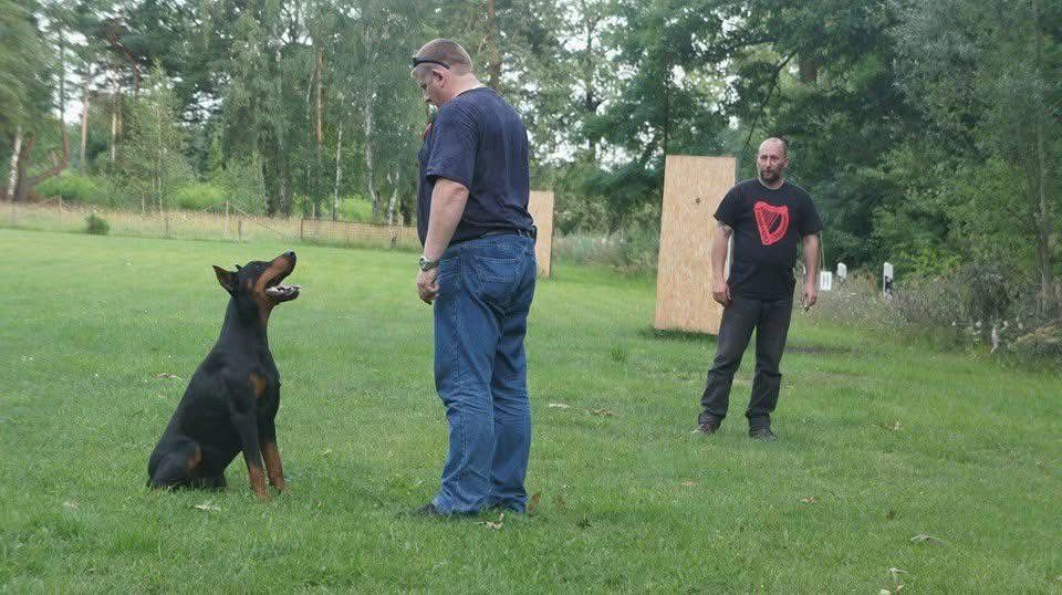 Doberman
