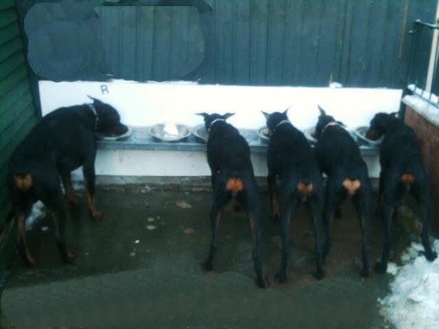 Doberman