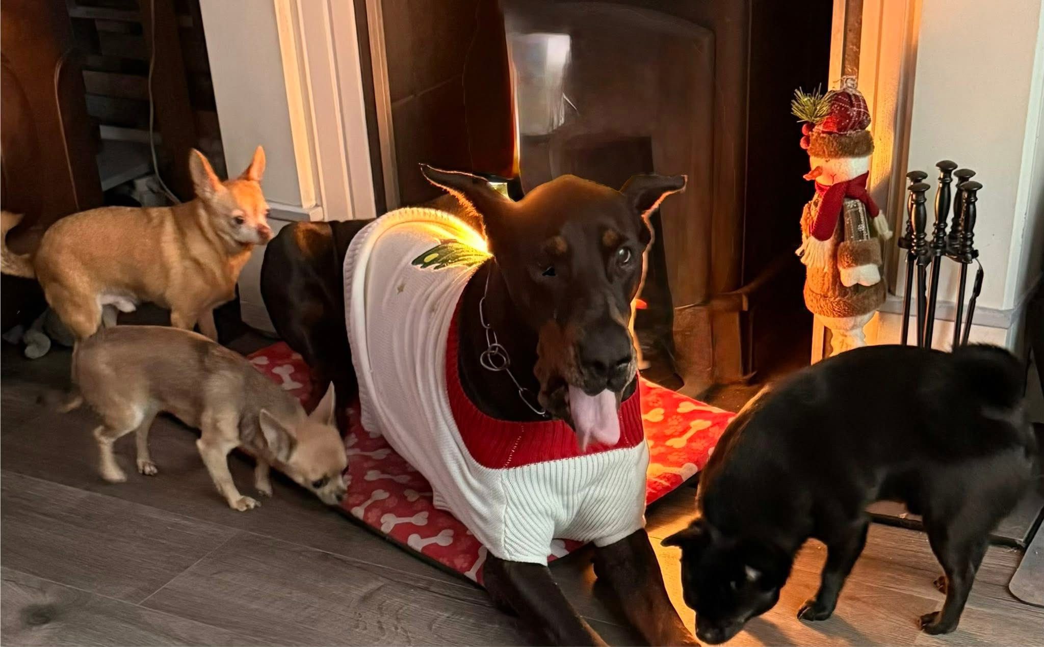Doberman