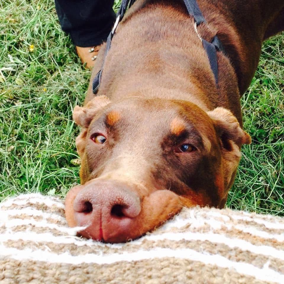 Doberman