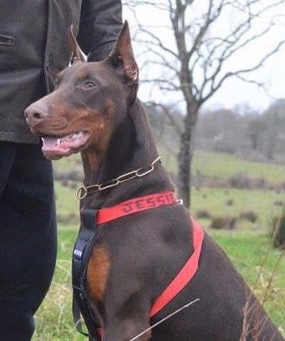 Doberman