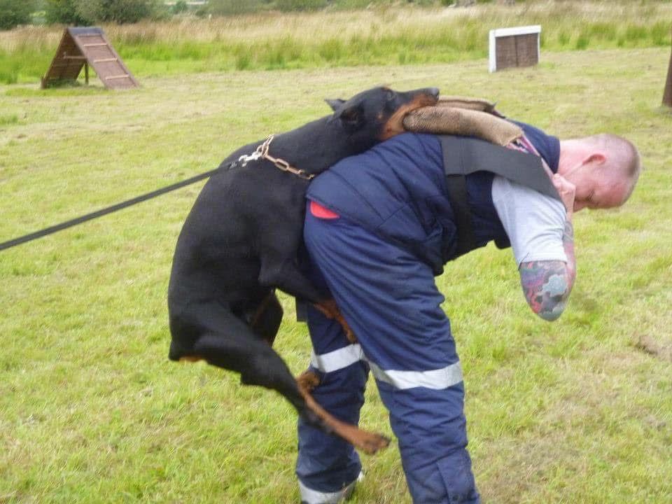 Doberman