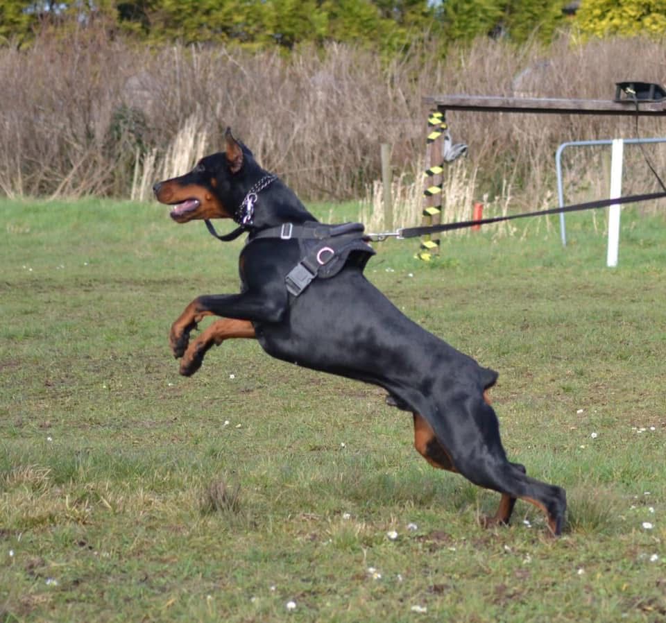 Doberman