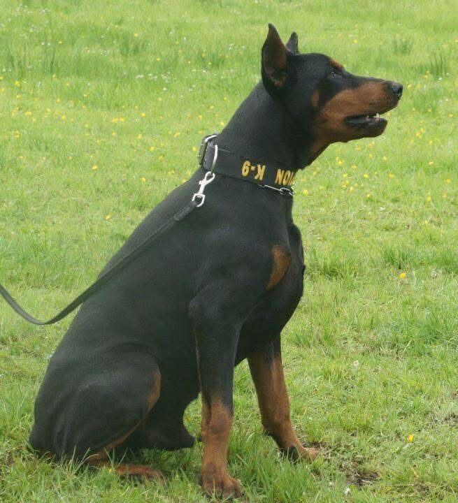 Doberman
