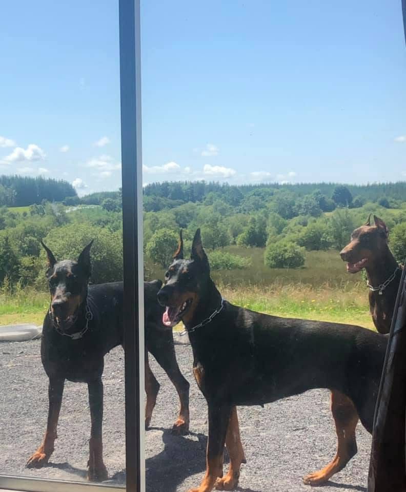 Doberman