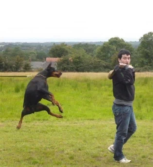 Doberman