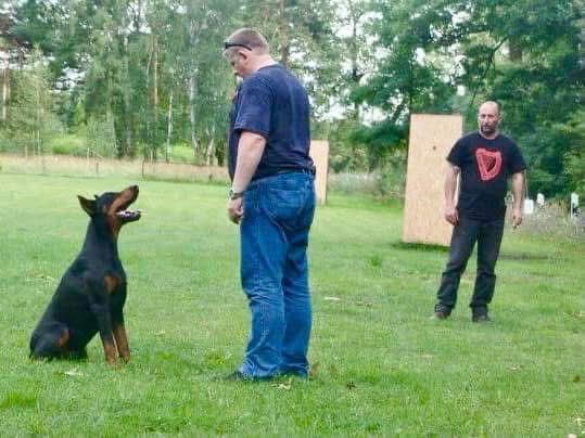 Doberman