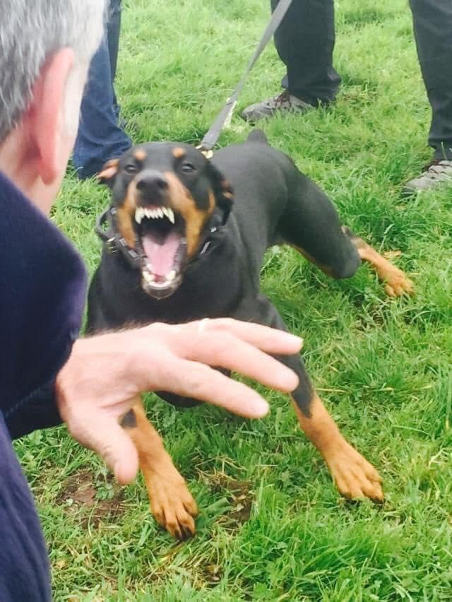 Doberman